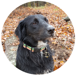 Sanborn Meadow Farm - Suzie