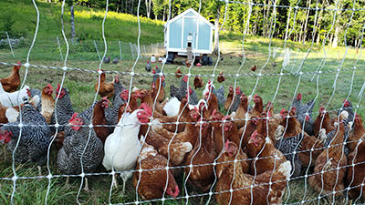 Sanborn Meadow Farm Vegetable